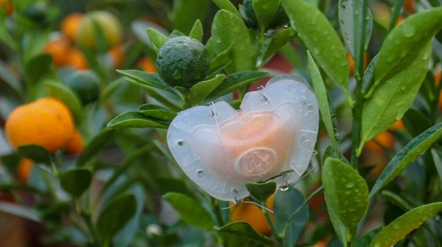 Loại quất cảnh này phải có độ tuổi từ 2 năm trở lên và phải trồng quất từ nhỏ, chăm sóc theo chế độ riêng. Ảnh: Tiền phong.