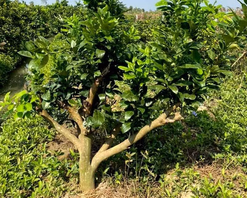 Những gốc bưởi toàn lá, không có quả được đại gia mua về trưng Tết bởi mới lạ và mùi hương đặc biệt của loại hoa này. Ảnh: Vietnamnet.