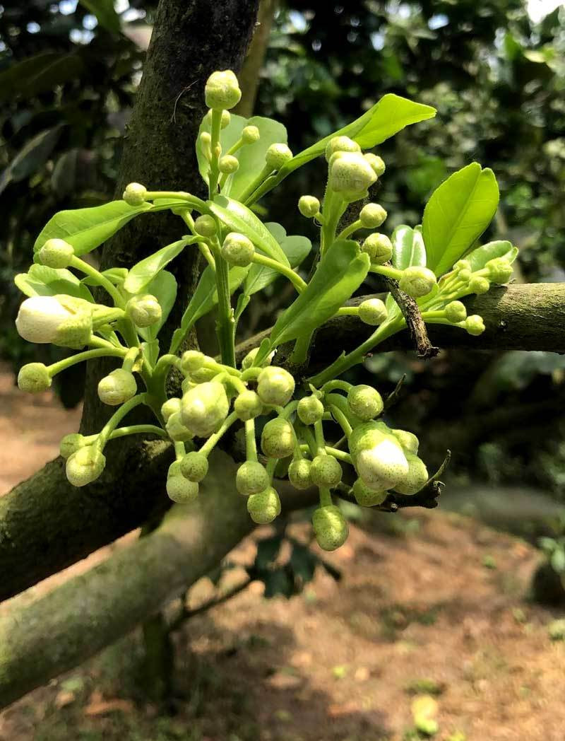 Thay vì ghép quả, những gốc bưởi được nhà vườn chăm sóc, cho ra hoa đúng vào dịp Tết Nguyên đán. Giá bán từ 5-7 triệu đồng. Ảnh: Vietnamnet.