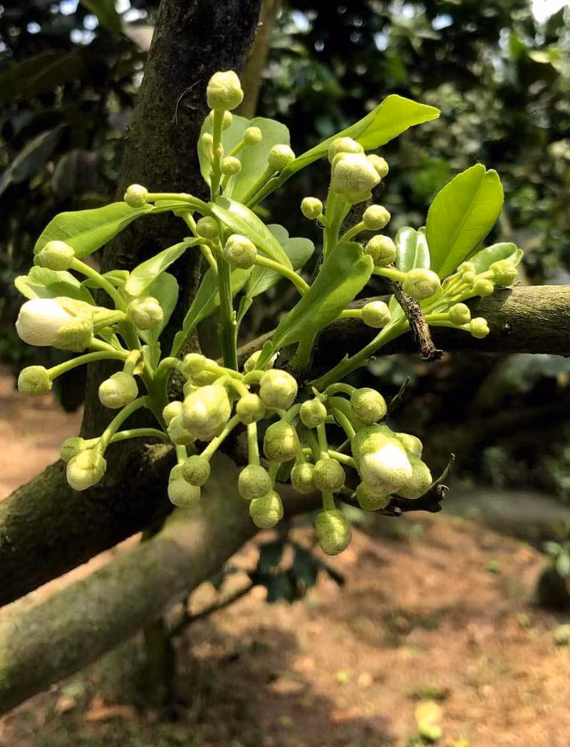 Thay vì ghép quả, những gốc bưởi được nhà vườn chăm sóc, cho ra hoa đúng vào dịp Tết Nguyên đán. Giá bán từ 5-7 triệu đồng. Ảnh: Vietnamnet.