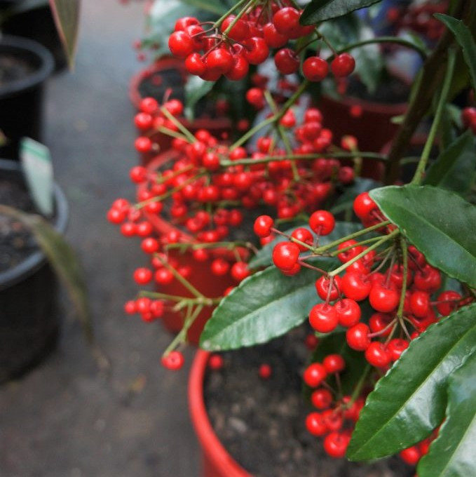 Cây kim ngân lượng từ Thái Lan cũng là sản phẩm mới hút khách trong dịp Tết Canh Tý 2020. Ảnh: Facebook.