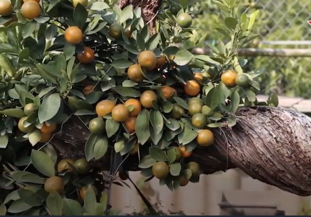 Ngoài các cây cảnh quen thuộc, năm nay thị trường xuất hiện loại quất ghép gỗ lũa có độ tuổi từ 2 tới 5 năm, giá bán từ 3 - 50 triệu đồng. Ảnh: Vietnamnet