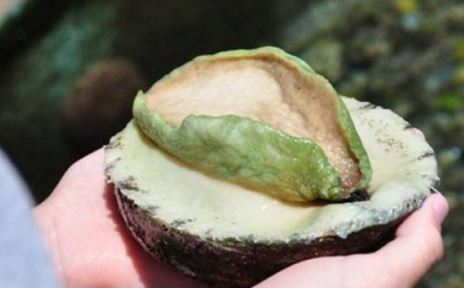 Ngoài cua, giới nhà giàu Việt còn bạo tay chi tiền triệu để thưởng thức bào ngư viền xanh Australia. Ảnh: Zing.