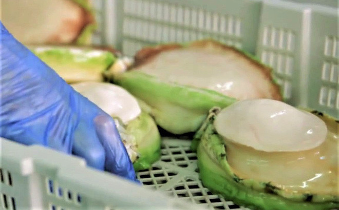 Bào ngư Úc viền xanh là loại bào ngư ngon nhất thế giới, được áp dụng quy trình nuôi trồng thủy hải sản theo tiêu chuẩn Châu Âu, có giá từ 5-7 triệu đồng/kg, tùy kích thước. Ảnh: Hieuhaisan.