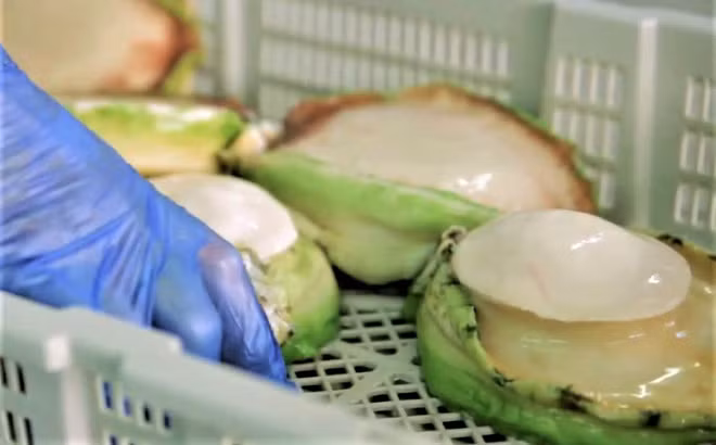 Bào ngư Úc viền xanh là loại bào ngư ngon nhất thế giới, được áp dụng quy trình nuôi trồng thủy hải sản theo tiêu chuẩn Châu Âu, có giá từ 5-7 triệu đồng/kg, tùy kích thước. Ảnh: Hieuhaisan.