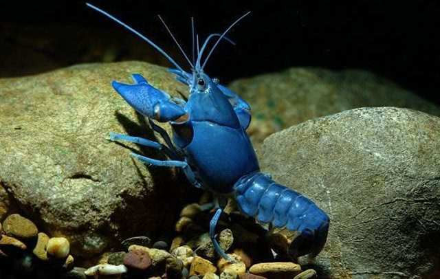 Giá thành của chúng ước tính có thể lên tới hàng trăm triệu đồng cho 1 kg. Ngoài ra, thực khách cũng không có nhiều cơ hội để thưởng thức món này bởi thời gian sinh trưởng của một con tôm hùm xanh này lên tới 7 năm. Ảnh: Getty Image.