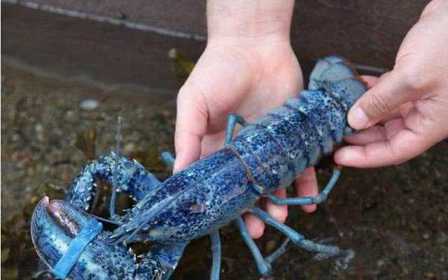 Dù kích thước không quá to nhưng tôm hùm xanh Brittany có màu xanh lam rất quý hiếm. Cũng do màu sắc độc đáo nên loại tôm này có giá thành rất cao, thường chỉ bán trong các nhà hàng đạt sao Michelin. Ảnh: Getty Image.