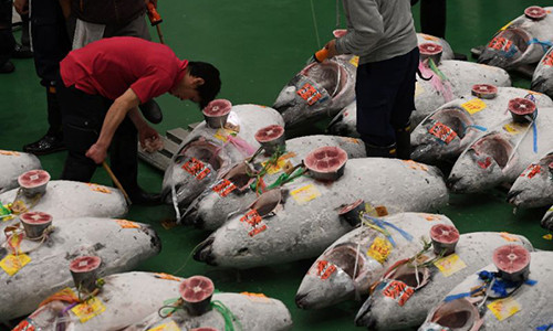 Phiên đấu giá được tổ chức tại chợ cá Toyosu ở thủ đô Tokyo (Nhật Bản). Con cá ngừ nặng 278 kg, loài cá có nguy cơ tuyệt chủng bị bắt ngoài khơi phía bắc Nhật Bản. Ảnh: Reuters.