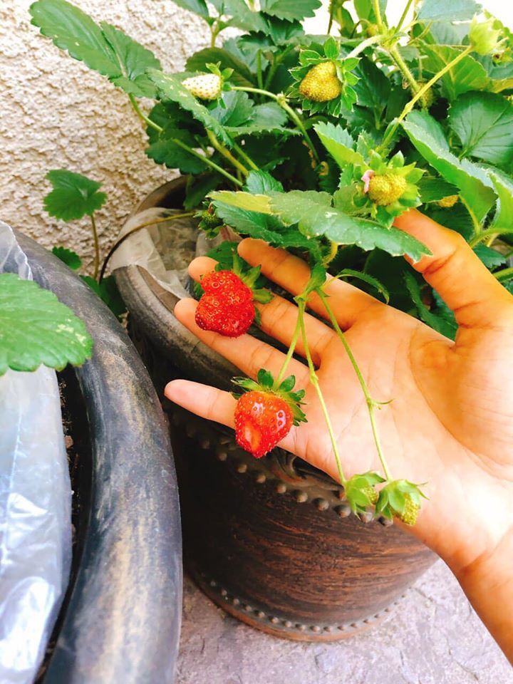 Dâu tây trồng trong chậu cho trái đỏ tươi.