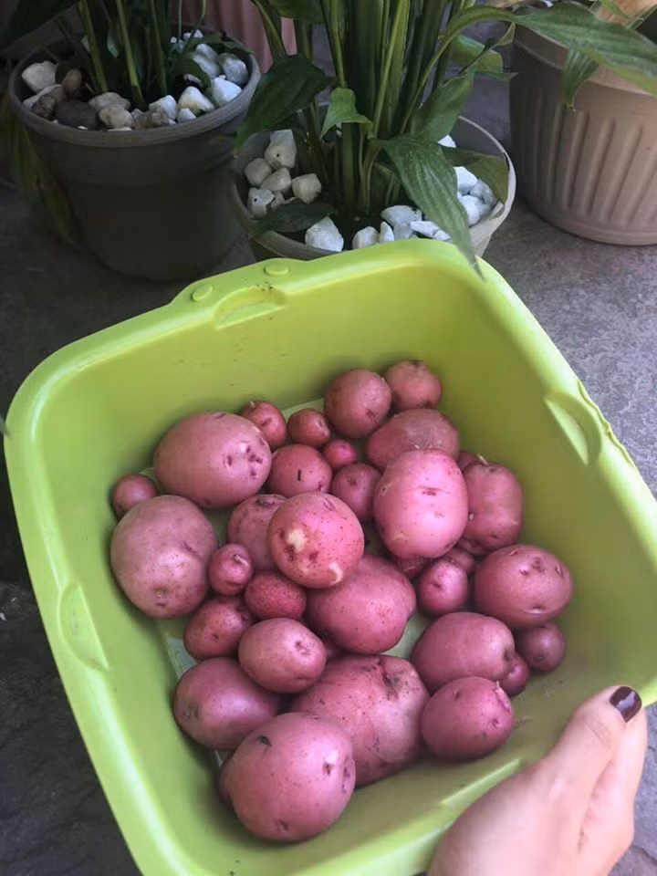 Ngoài trái cây, người đẹp còn thu hoạch cả khoai tây.