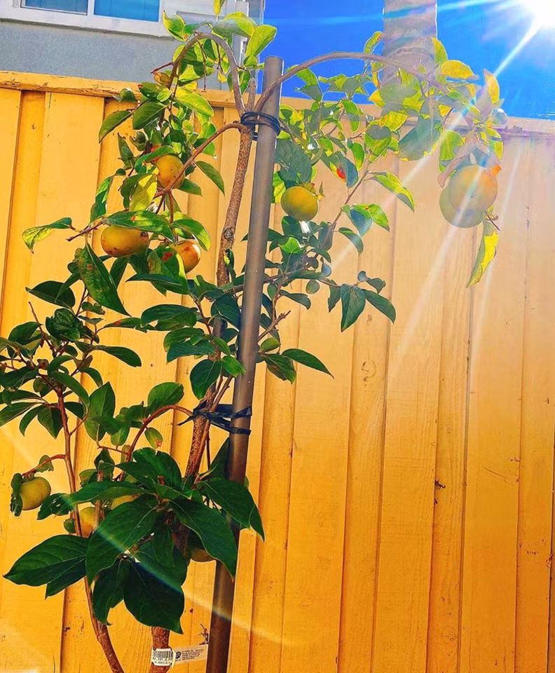 Cây hồng nhỏ nhưng quả sai trĩu cành.