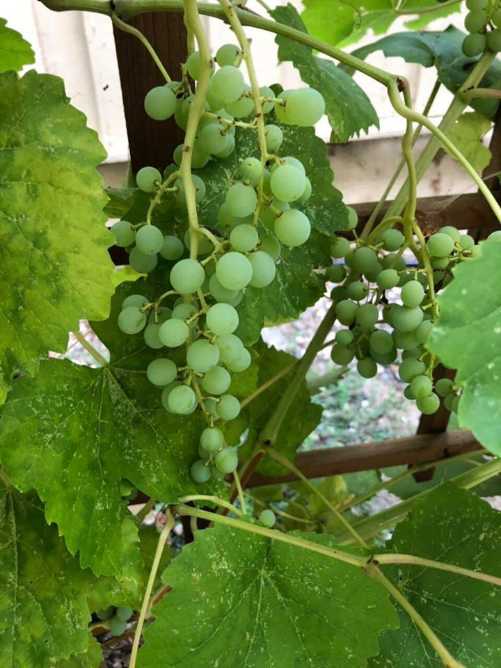 Giàn nho cũng bắt đầu cho quả.