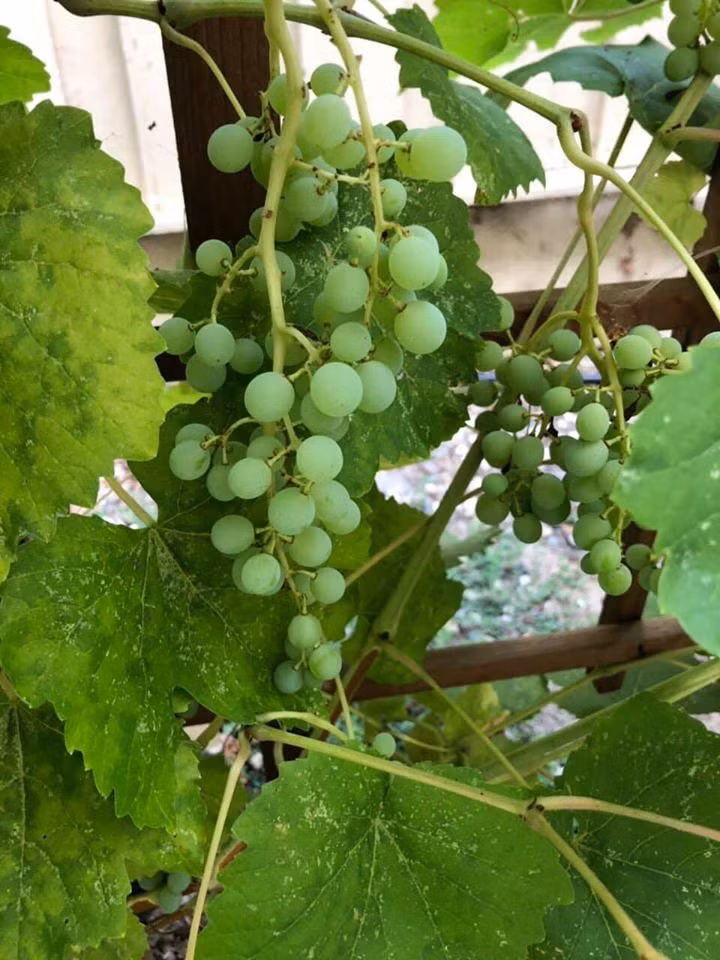 Giàn nho cũng bắt đầu cho quả.