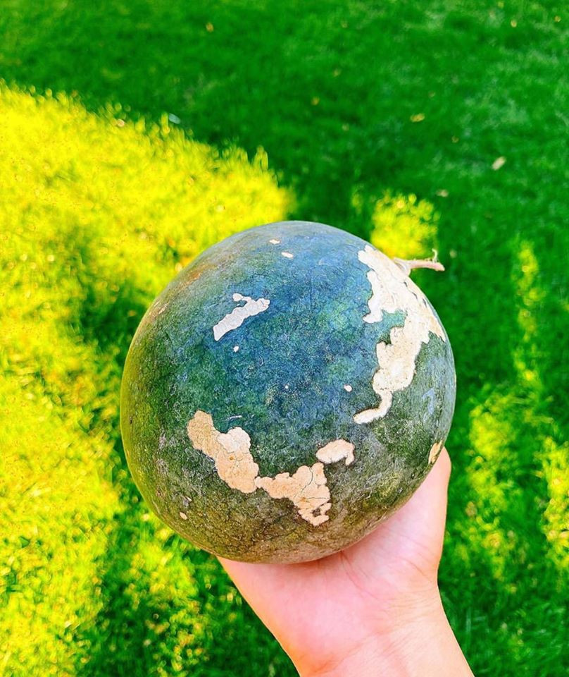 Dưa hấu trong vườn được chân dài Hải Phòng trồng sau 2 tháng đã ra quả.