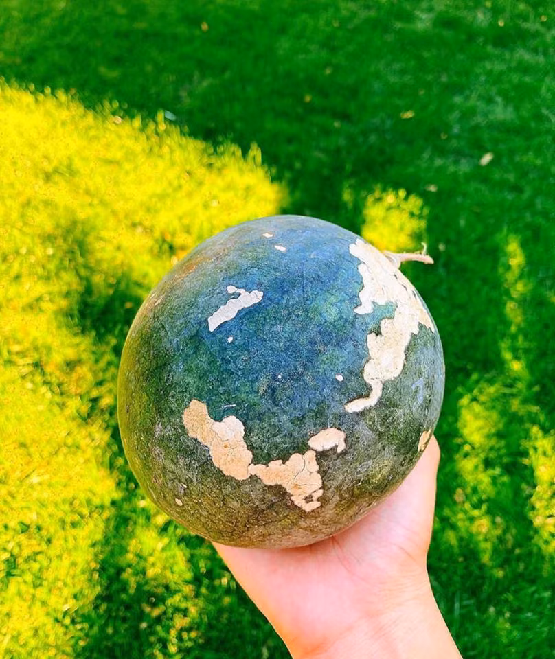 Dưa hấu trong vườn được chân dài Hải Phòng trồng sau 2 tháng đã ra quả.