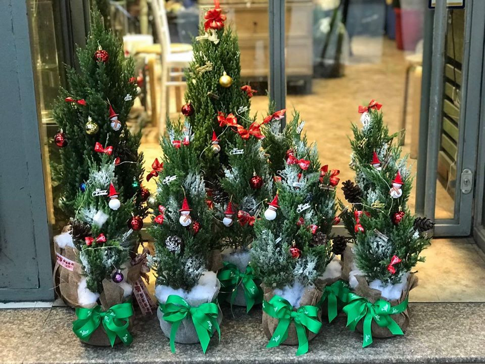 Mùi thơm nhẹ của thông mang đến không khí ấm áp, tuyệt vời trong mùa Giáng sinh. Ảnh: Facebook.