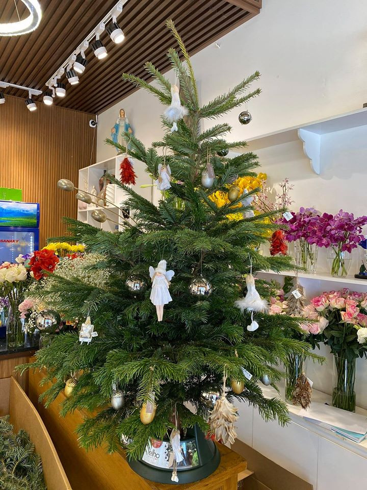 Cây thông Noel cao 1 - 1,3m có giá từ 4-7 triệu đồng, cây hơn 1,5m giá 9 triệu đồng, cây 1,7-2,9m giá từ 12 triệu đến 19,5 triệu đồng. Ảnh: Facebook.