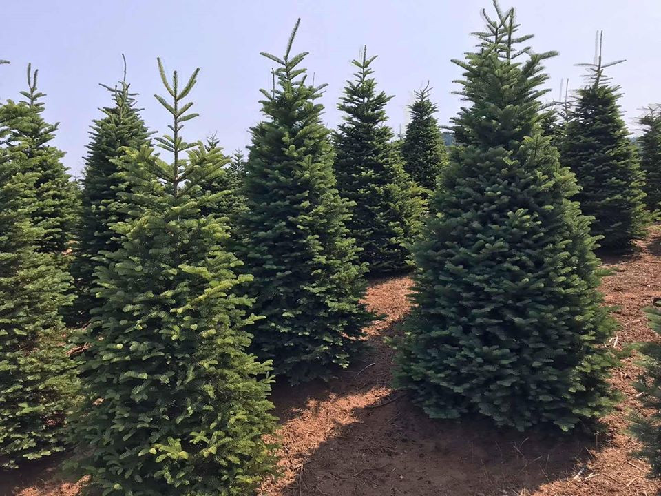 Cây thông Noel là mặt hàng không thể thiếu trong dịp lễ Giáng sinh. Trên thị trường, những cây thông Noel tươi khá hút khách. Ảnh: Facebook.