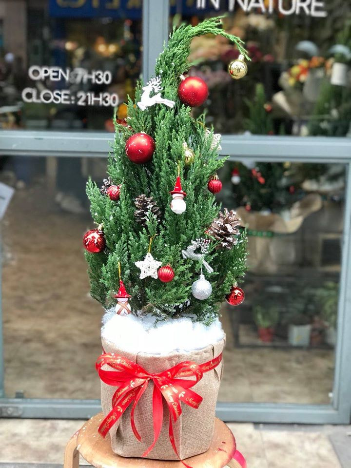 Tùng thông, tùng thơm, tùng tuyết đều là tên những loại thông tươi được nhiều cửa hàng rao bán với giá khoảng từ 170.000 đồng trở lên tùy kích cỡ, xuất xứ. Ảnh: Facebook.