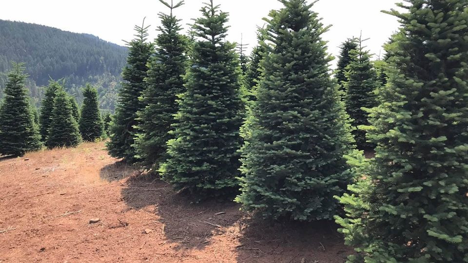 Do vận chuyển về bằng đường hàng không nên cây thông tươi nhập khẩu có giá tương đối cao. Ảnh: Facebook.