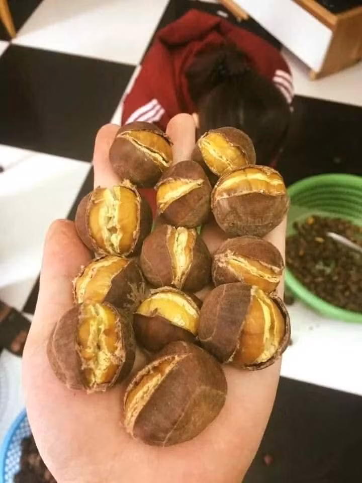 Trong khi đó, hạt dẻ Sapa phần lớn được người dân nhặt về để dành ăn chứ không bán.