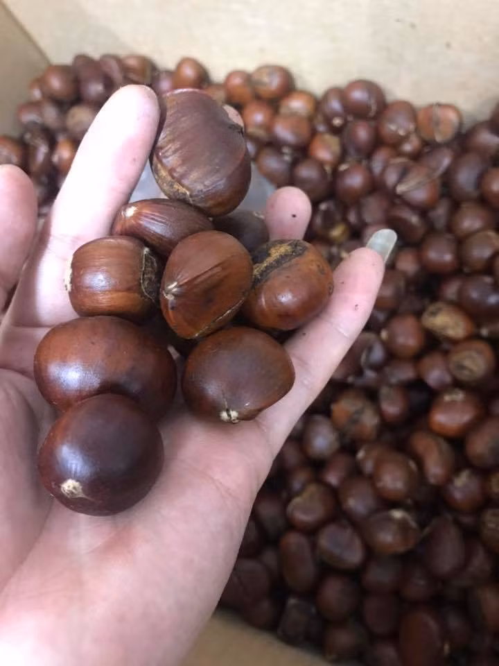 Loại hạt dẻ này đều to, bóng bẩy, đẹp mắt, ruột vàng và để được khoảng 3 tháng nếu cấp đông.