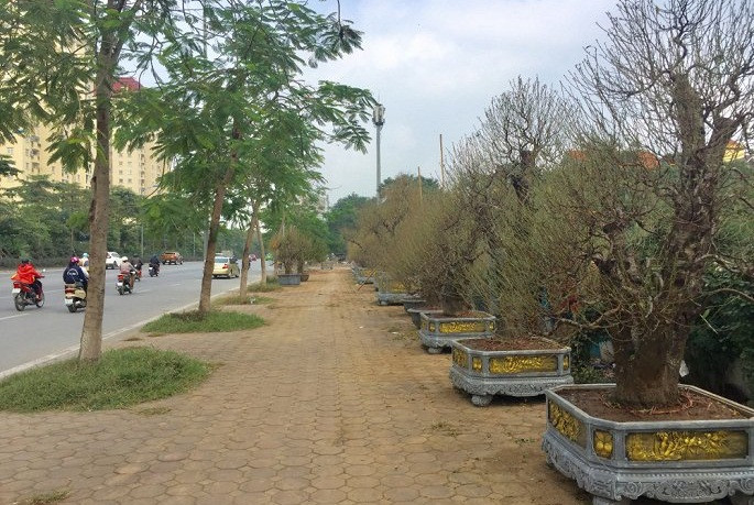 Trên các tuyến đường Võ Chí Công, Lạc Long Quân (quận Tây Hồ, Hà Nội), rất nhiều gốc đào thế lớn và bưởi cảnh được bày bán để phục vụ người dân chơi Tết Nguyên đán Canh Tý 2020. Ảnh: VTC.