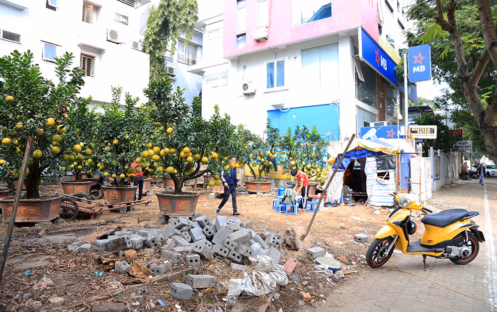 Giá mỗi gốc bưởi từ vài triệu đến vài chục triệu đồng, tùy theo độ to của gốc và thế cây. Ảnh: Hanoimoi.