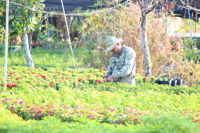 Làng hoa Sa Đéc (Đồng Tháp) - thủ phủ hoa của khu vực miền Tây cũng đang tất bật chăm sóc hoa Tết. Ảnh: Baodansinh.