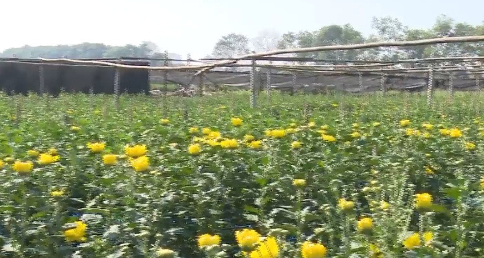 Để đảm bảo chất lượng hoa và thời điểm thu hoạch vào đúng dịp Tết Nguyên đán, phần lớn ruộng hoa tại làng Tây Tựu đều được trồng trong nhà lưới. Ảnh: Lao độngtv.