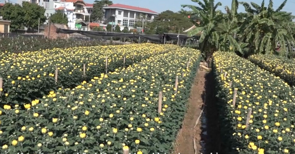 Các loại hoa quen thuộc được người dân Tây Tựu trồng vào dịp cuối năm chủ yếu là hoa ly và hoa cúc, hoa hồng. Ảnh: Kinhtedothi.