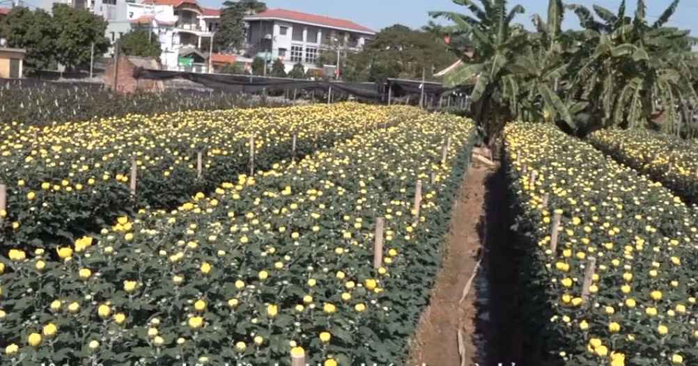 Các loại hoa quen thuộc được người dân Tây Tựu trồng vào dịp cuối năm chủ yếu là hoa ly và hoa cúc, hoa hồng. Ảnh: Kinhtedothi.