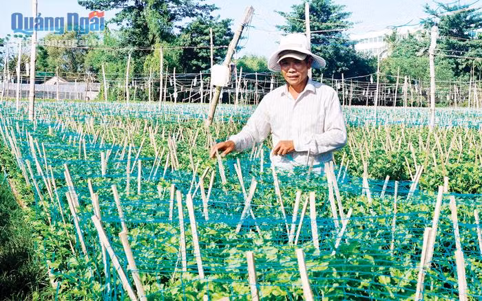 Vụ hoa Tết năm nay, người trồng hoa ở xã Nghĩa Hà (TP Quảng Ngãi) chuyển từ hoa màu hồng truyền thống sang trồng các loại hoa lay ơn có màu sắc sặc sỡ hơn với đủ màu sắc như đỏ đô, đỏ thắm, vàng chanh, vàng thiên lý, tím, ngũ sắc...Ảnh: Baoquangngai.