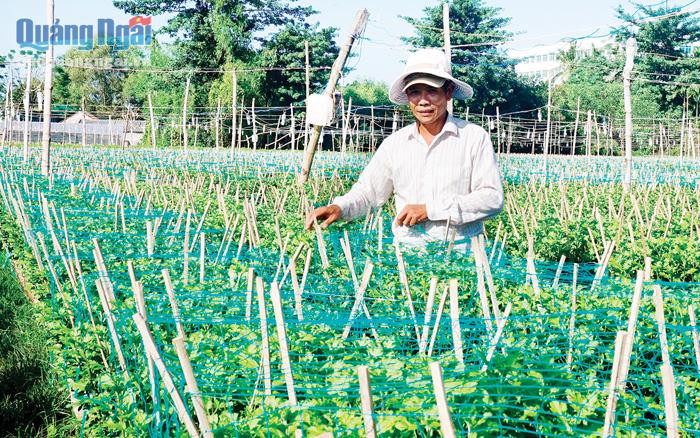 Vụ hoa Tết năm nay, người trồng hoa ở xã Nghĩa Hà (TP Quảng Ngãi) chuyển từ hoa màu hồng truyền thống sang trồng các loại hoa lay ơn có màu sắc sặc sỡ hơn với đủ màu sắc như đỏ đô, đỏ thắm, vàng chanh, vàng thiên lý, tím, ngũ sắc...Ảnh: Baoquangngai.