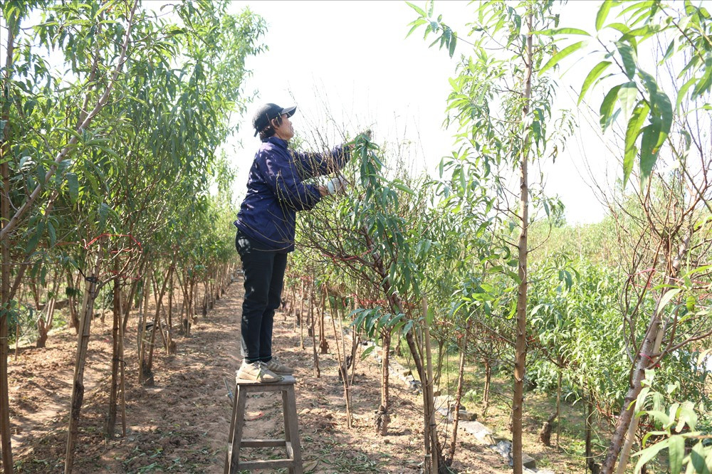 Việc tuốt lá sẽ giúp cây tập trung dinh dưỡng làm nụ, đảm bảo nụ hoa ra nhiều, đều, mập, hoa to, cánh dày, màu đẹp. Ảnh: Lao động.