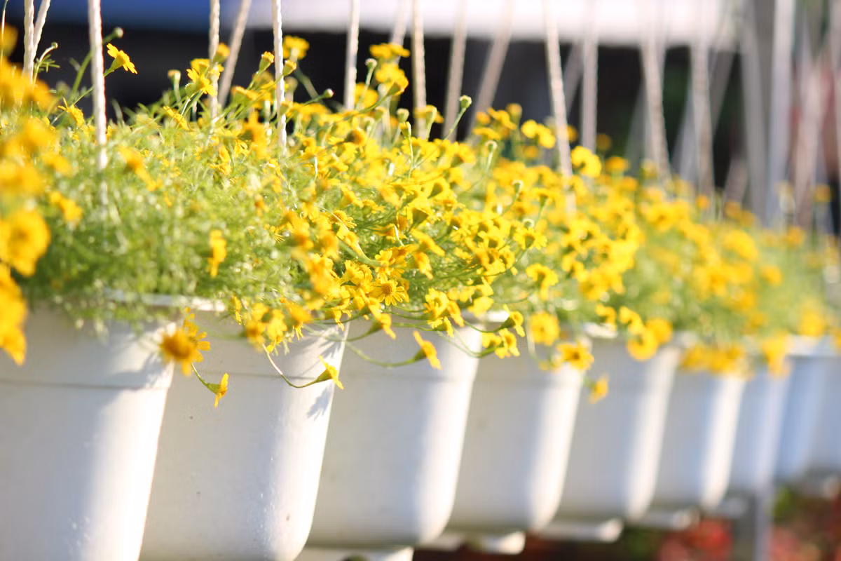 Để phục vụ thị trường Tết nguyên đán 2020, nông dân ở làng hoa Sa Đéc, trồng thêm nhiều giống hoa kiểng mới lạ, đa màu sắc và kiểu dáng độc đáo. Ảnh: Baodansinh.