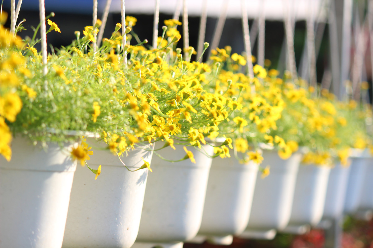 Để phục vụ thị trường Tết nguyên đán 2020, nông dân ở làng hoa Sa Đéc, trồng thêm nhiều giống hoa kiểng mới lạ, đa màu sắc và kiểu dáng độc đáo. Ảnh: Baodansinh.