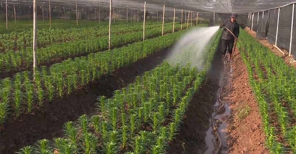 Lang hoa khap ca nuoc tat bat don vu Tet the nao?