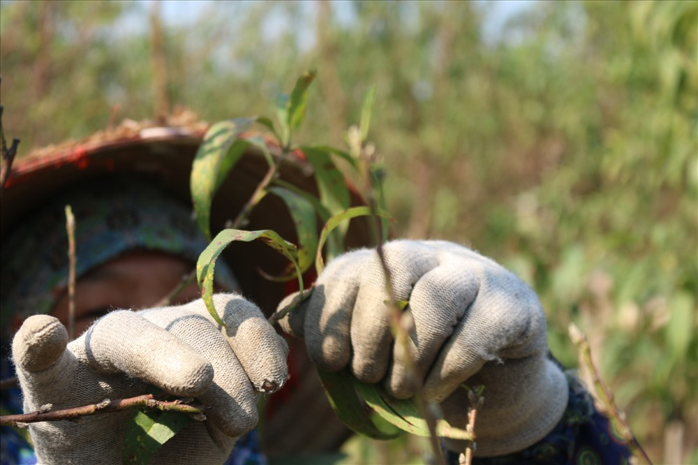 Những vườn đào lớn thường phải thuê 3-4 người tuốt lá để hoa đào nở đúng dịp Tết. Ảnh: Lao động.