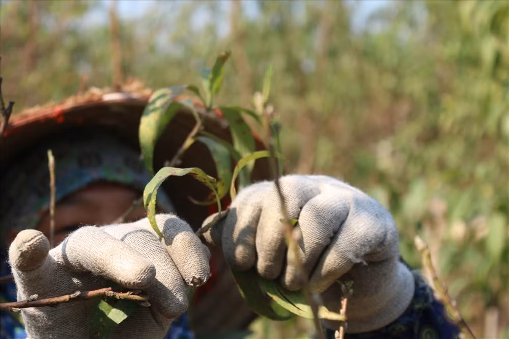 Những vườn đào lớn thường phải thuê 3-4 người tuốt lá để hoa đào nở đúng dịp Tết. Ảnh: Lao động.