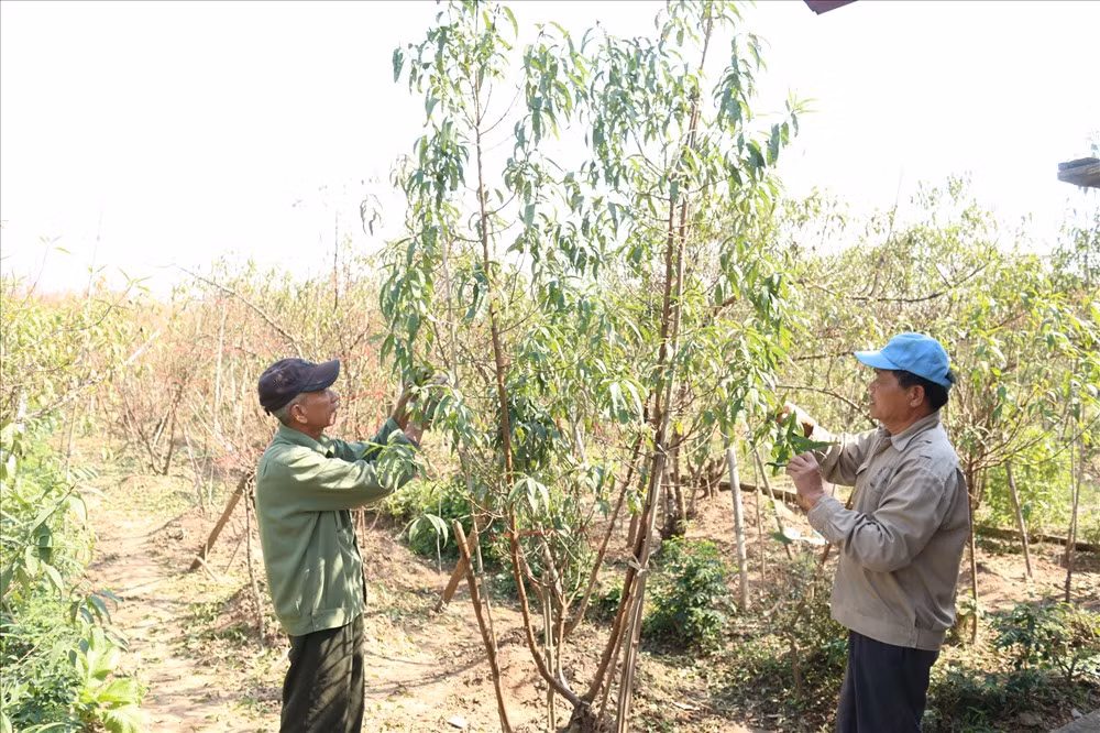 Những ngày cuối tháng 11, đầu tháng 12 các vườn đào Nhật Tân (Hà Nội) tấp nập người trên đồng ruộng chăm sóc, tuốt lá, dựng nhà lạnh kích hoa khi thời tiết bắt đầu chuyển mùa. Ảnh: Lao động.