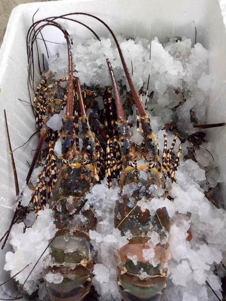 Đầu tôm hay vỏ tôm chưa bị đổi màu, vì đó là dấu hiệu cho biết thịt bắt đầu hư thối. Ảnh: Facebook.