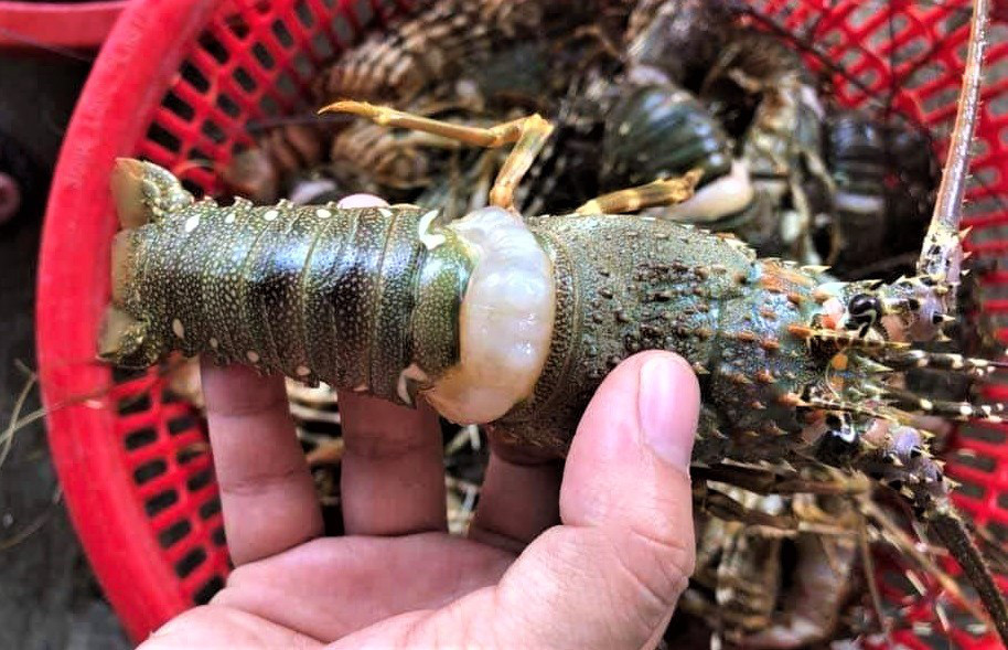 Theo Dân Việt, loại tôm hùm giá rẻ bất ngờ này bán chạy, khách hàng thường đặt chục con một lần. Ảnh: Baodansinh.