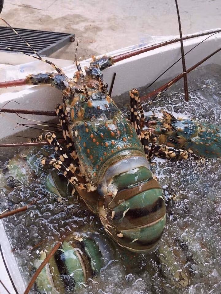 Vì vậy, để đảm bảo an toàn, người tiêu dùng nên mua tôm còn vỏ, tươi và vỏ tôm phải cứng. Ảnh: Facebook.