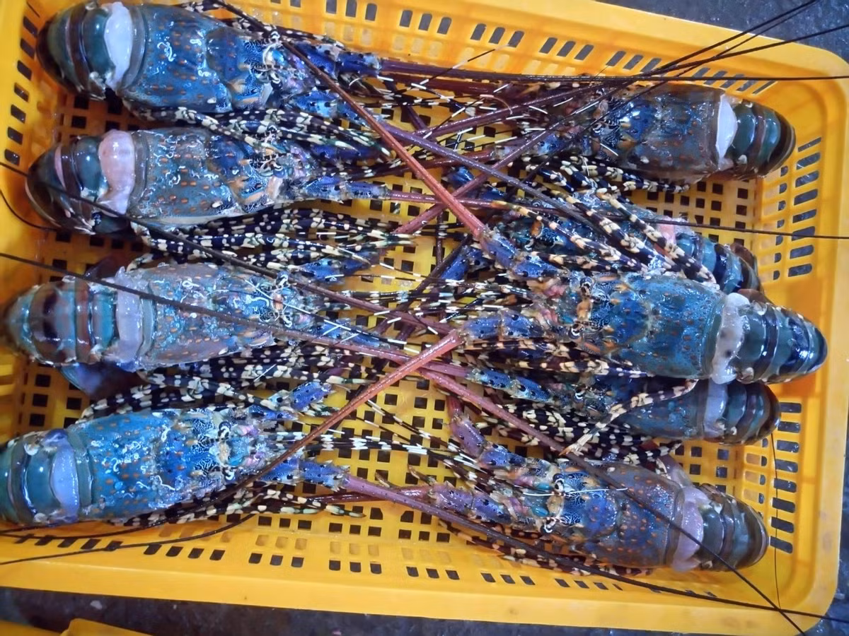 Tuy nhiên, một số bà nội trợ cho rằng không nên mua loại tôm hùm giá rẻ này. Bởi những con tôm hùm quá nhỏ thì không có thịt để ăn. Ảnh: Facebook.