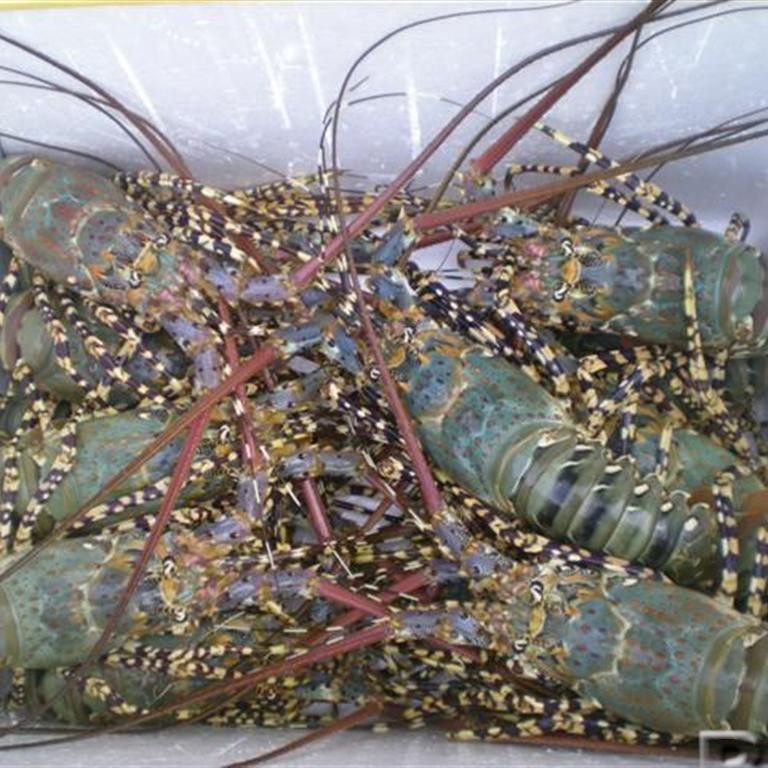 Cũng theo Dân Việt, những người bán cho biết tôm hùm có giá siêu rẻ này là tôm hùm ngất, có nguồn gốc ở Nha Trang, toàn bộ là hàng cấp đông. Ảnh: Facebook.