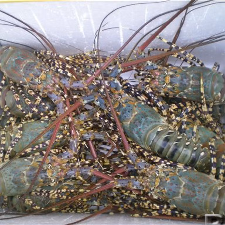 Cũng theo Dân Việt, những người bán cho biết tôm hùm có giá siêu rẻ này là tôm hùm ngất, có nguồn gốc ở Nha Trang, toàn bộ là hàng cấp đông. Ảnh: Facebook.