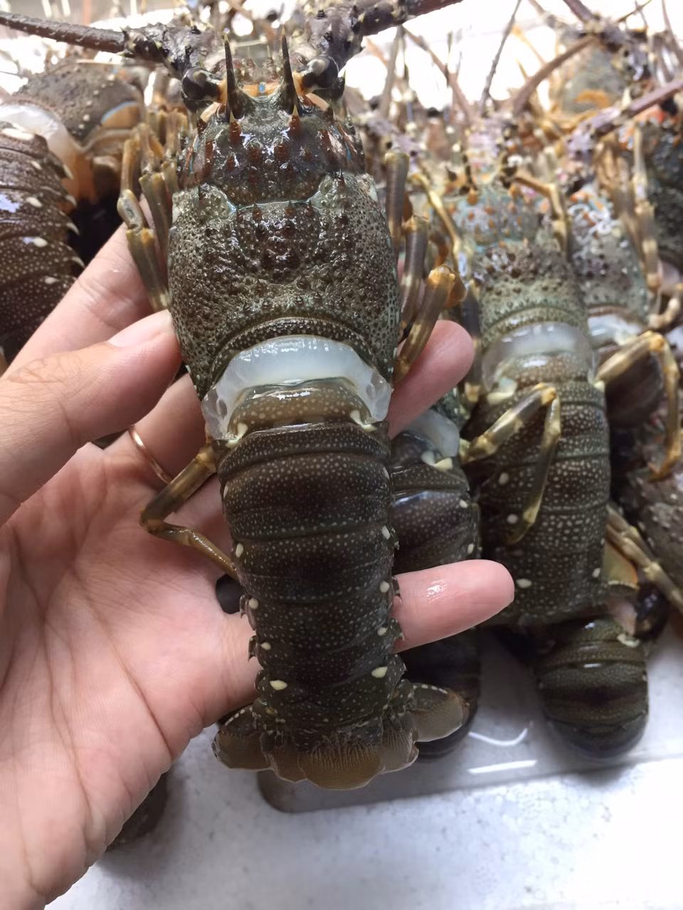 Hơn nữa, đây đều là tôm đông lạnh, rất khó kiểm soát về chất lượng. Ảnh: Facebook.