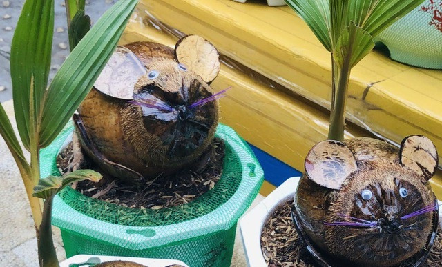 Để tạo được bonsai dừa hình chuột, chủ vườn phải gom những quả dừa khô có hình dáng độc đáo về lột vỏ, cạo sạch rồi ươm mầm, riêng với chuột nằm thì dừa khô được mài tạo đầu trước khi ươm. Ảnh: Facebook.