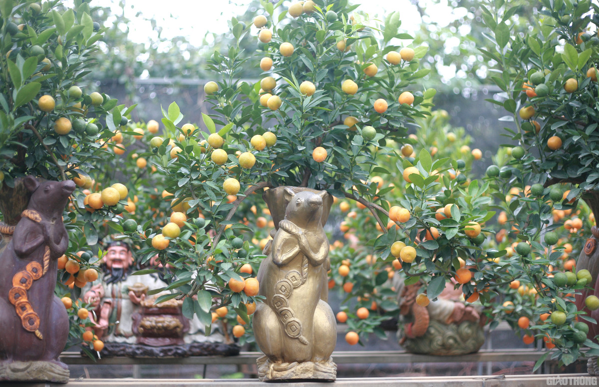 Quất cảnh được tạo hình chú chuột "cõng" trên lưng túi vàng nặng trĩu thể hiện mong ước một năm no đủ, bội thu. Ảnh: Baogiaothong.